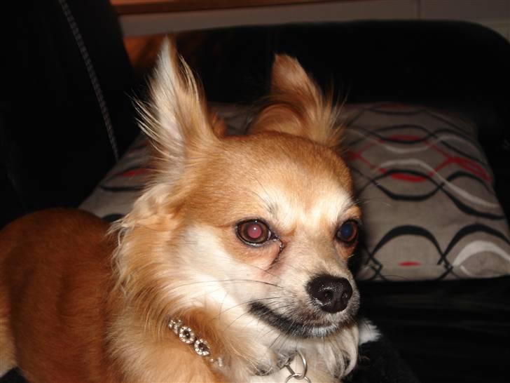 Chihuahua rocky - smukke mig billede 16