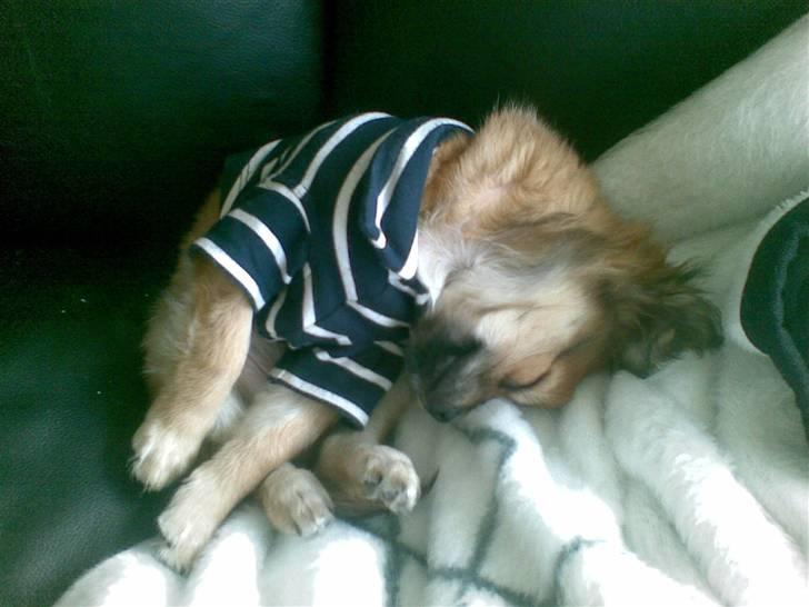 Chihuahua rocky - så lille jeg har været:) billede 17