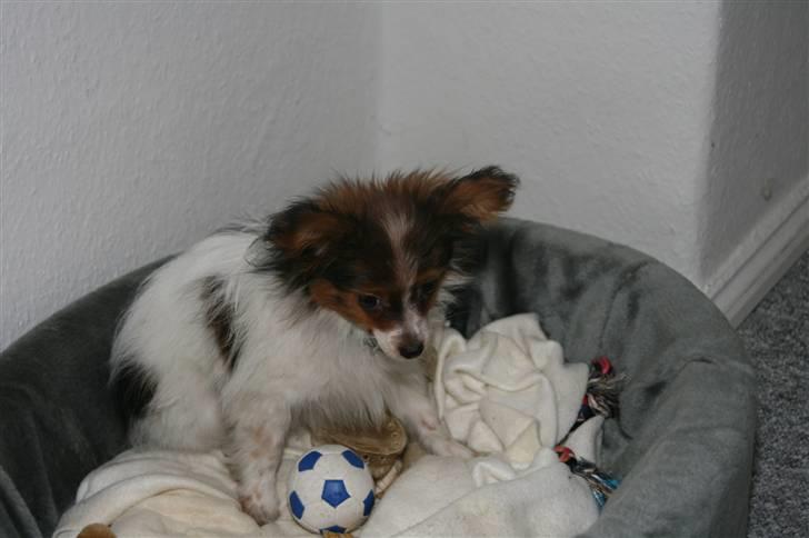 Papillon Felix 2007 billede 6