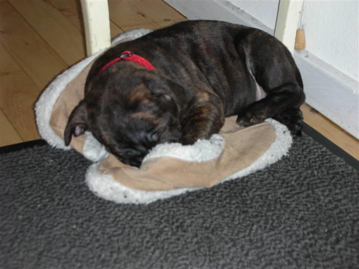 Staffordshire bull terrier LIVA billede 9