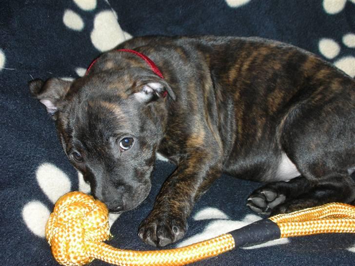 Staffordshire bull terrier LIVA billede 10