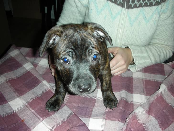 Staffordshire bull terrier LIVA billede 11