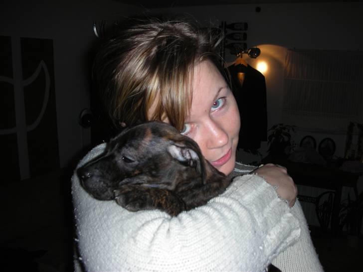 Staffordshire bull terrier LIVA billede 12