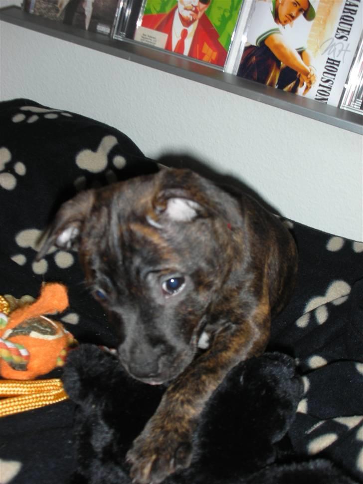 Staffordshire bull terrier LIVA billede 13