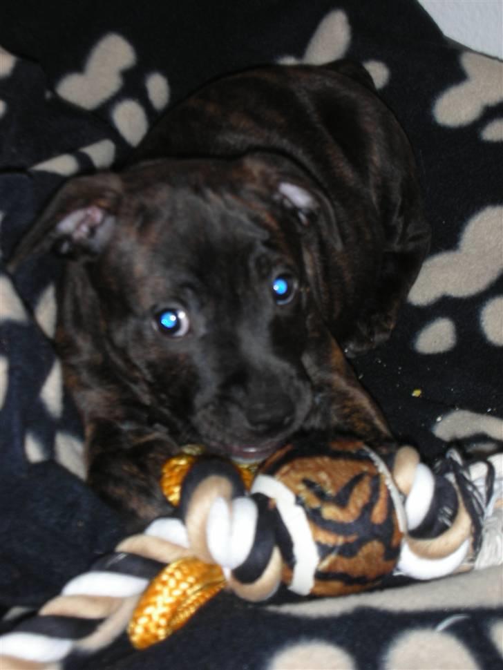 Staffordshire bull terrier LIVA billede 14