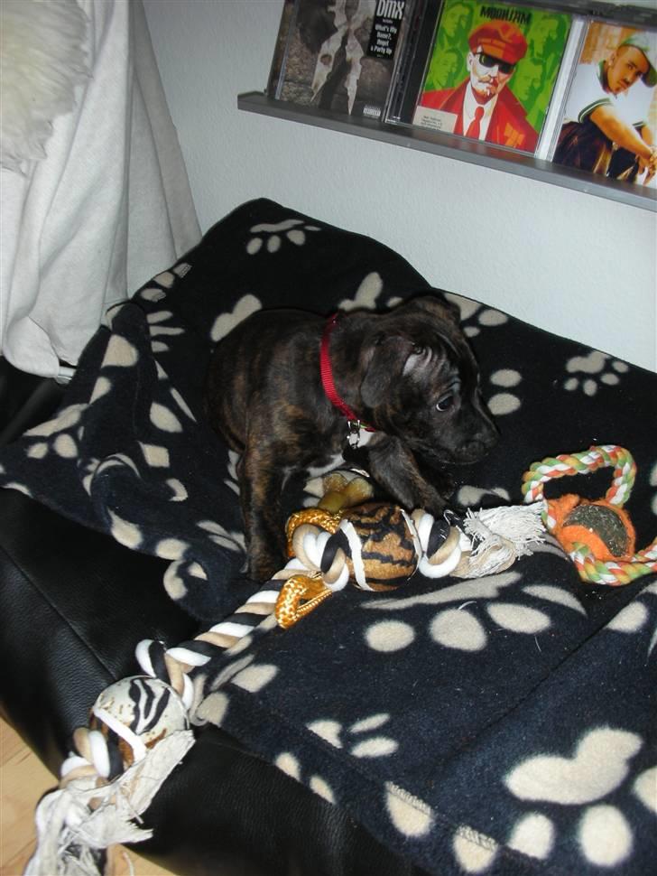 Staffordshire bull terrier LIVA billede 15