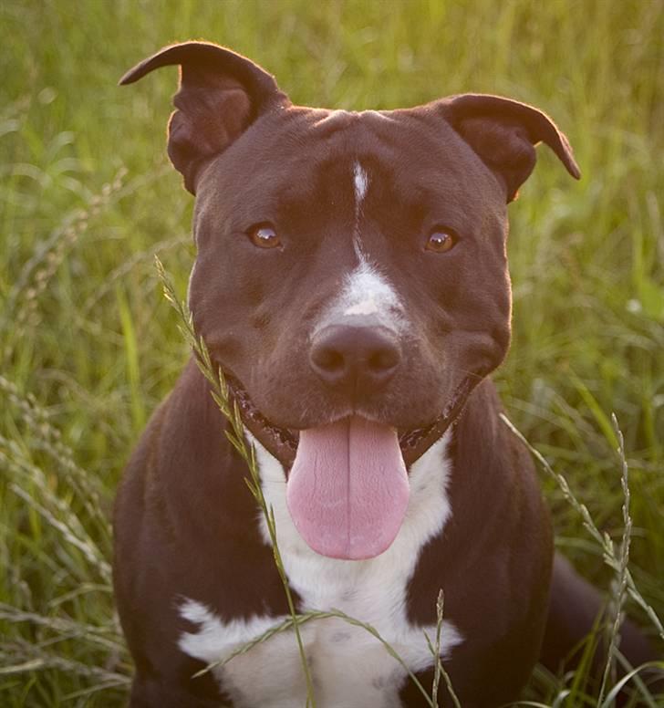 Amerikansk staffordshire terrier chang - min dejlige dreng billede 1