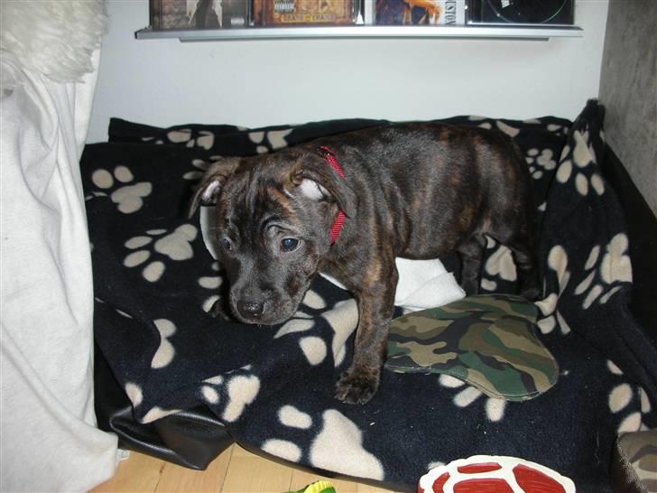 Staffordshire bull terrier LIVA billede 16
