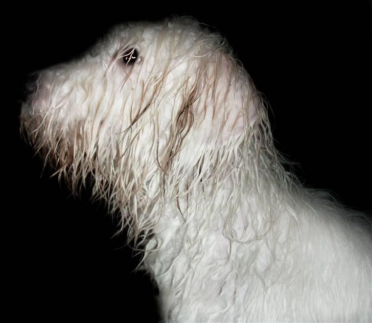 Coton de tulear Alfred - Alfred er lige kommet ud af badet billede 7