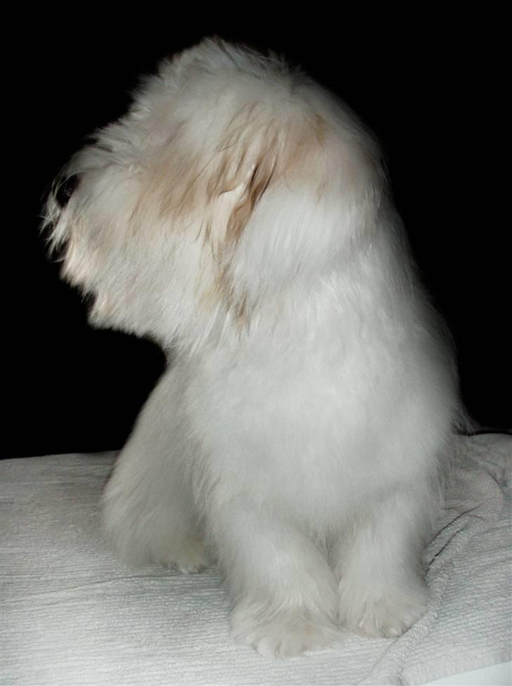 Coton de tulear Alfred - Muuuums....fluffy og lækker igen ;o) billede 8