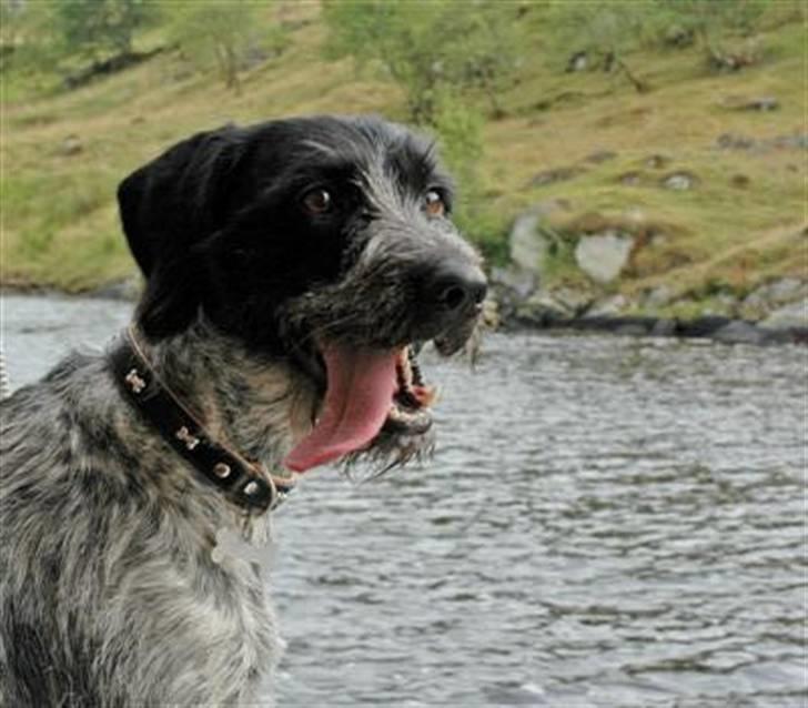 Ruhåret hønsehund Nana billede 1