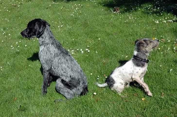 Ruhåret hønsehund Nana billede 2