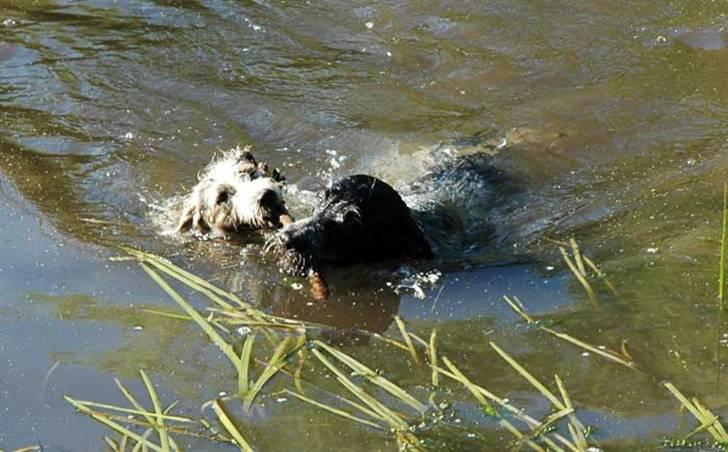 Ruhåret hønsehund Nana billede 4