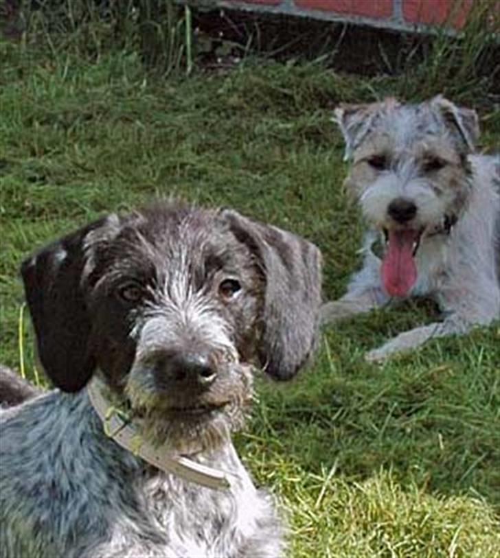 Ruhåret hønsehund Nana billede 5