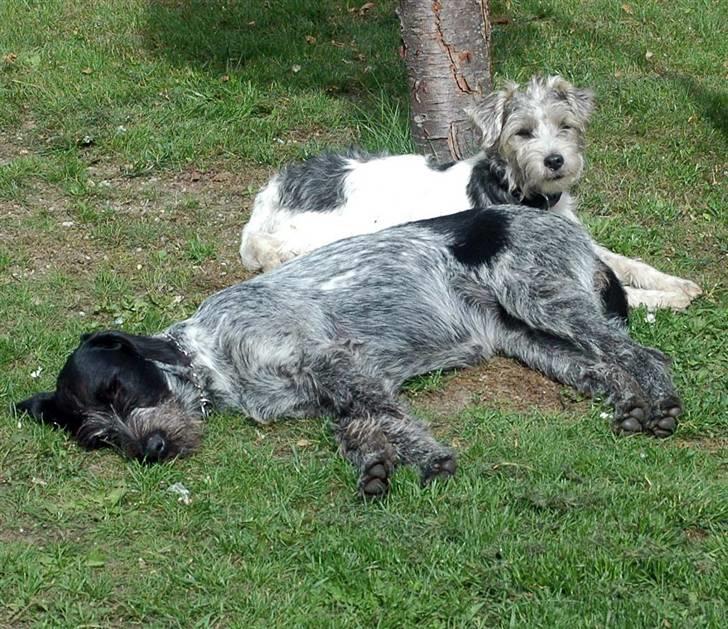 Ruhåret hønsehund Nana billede 6