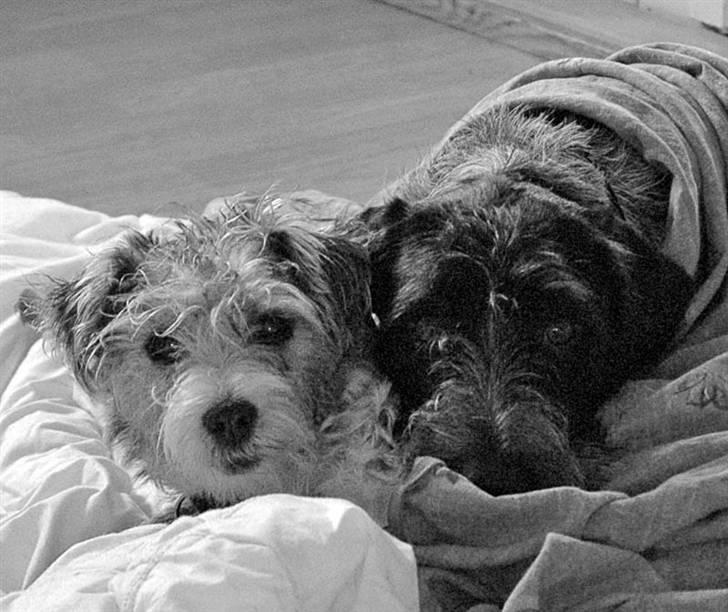 Ruhåret hønsehund Nana billede 8