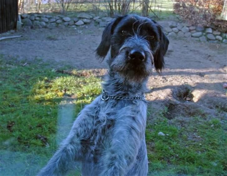 Ruhåret hønsehund Nana billede 9