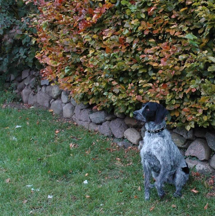 Ruhåret hønsehund Nana billede 10