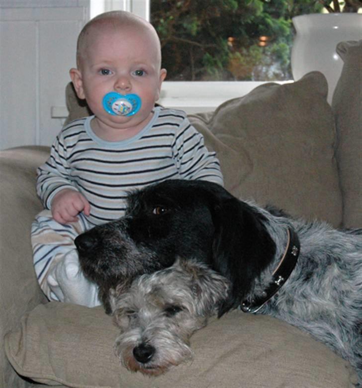 Ruhåret hønsehund Nana billede 11