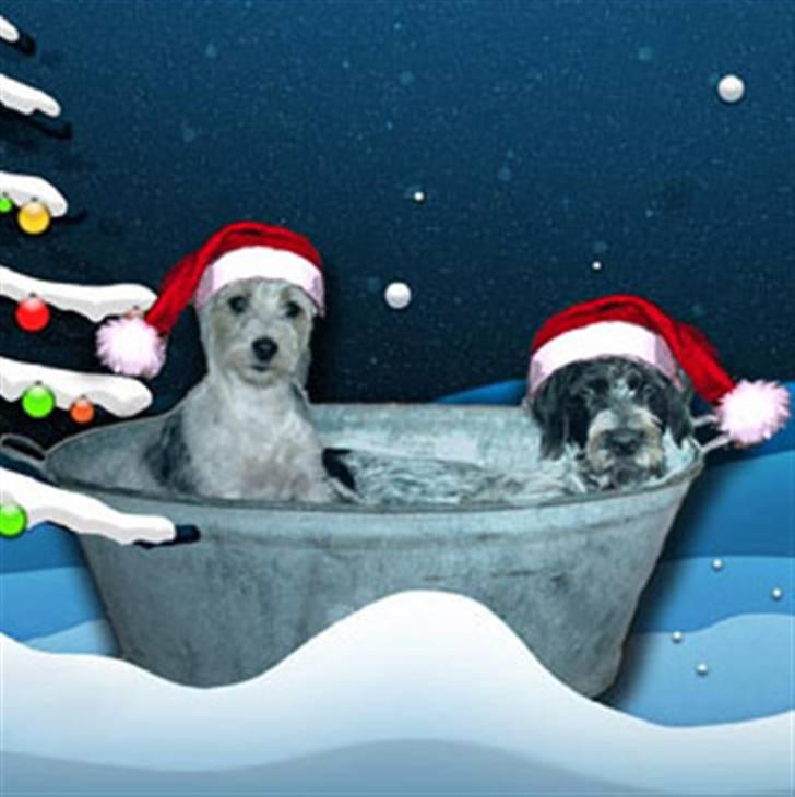 Ruhåret hønsehund Nana billede 12