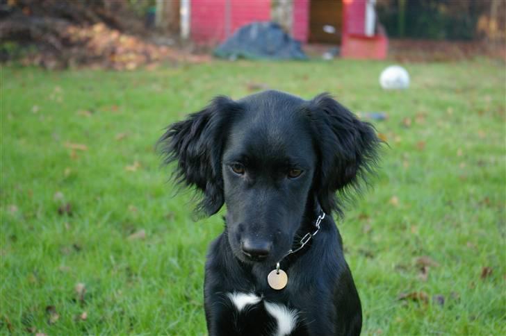 Blanding af racer Topper - topper 12/1 4½ md gammel billede 7