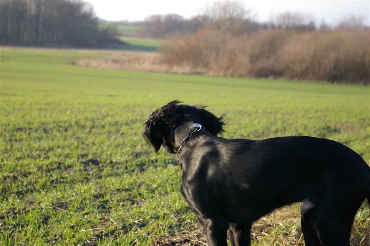 Blanding af racer Topper billede 11