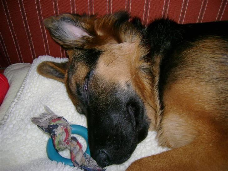 Schæferhund Chica - I hendes egen sofa billede 9