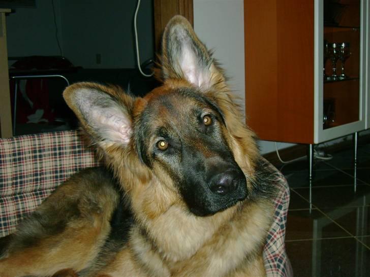 Schæferhund Chica - Hva sagde du, mor ? billede 10