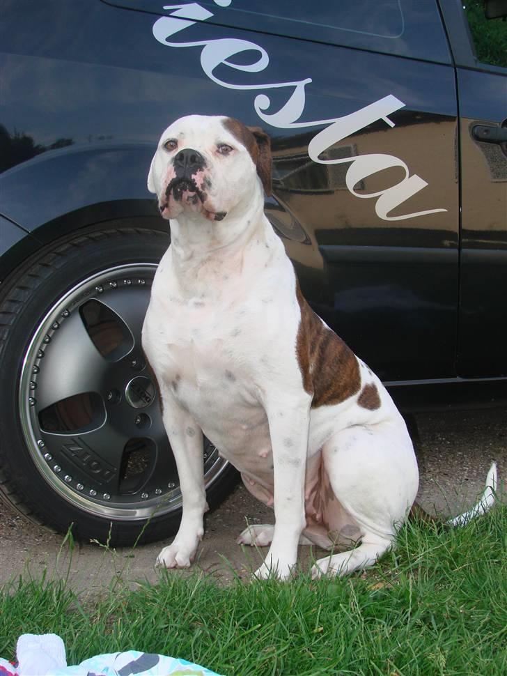 Amerikansk bulldog Nikita R.I.P billede 18
