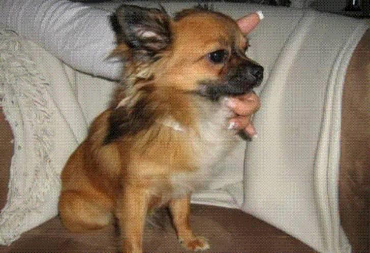 Amerikansk bulldog Nikita R.I.P - Nikitas lille kæreste... billede 19