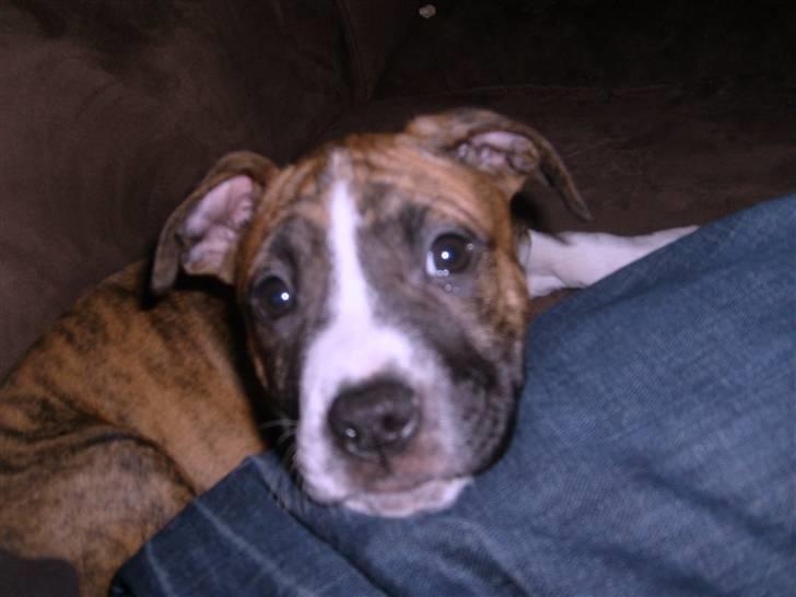 Blanding af racer Saya billede 4