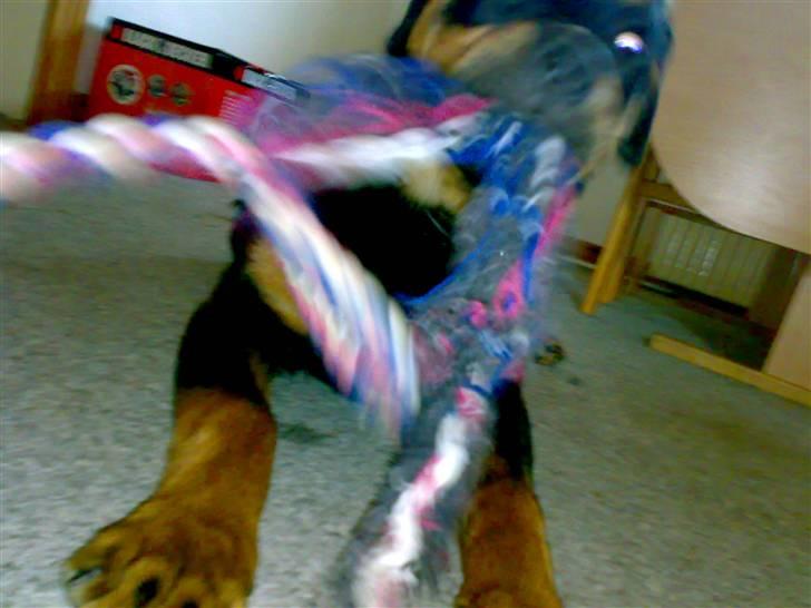Rottweiler Tezza - Jeg leger lige med mit bedste legereb - det er bare det bedste !! billede 7