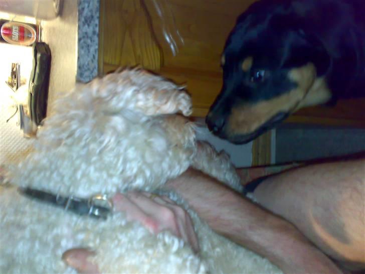 Rottweiler Tezza - jeg er da osse en skødehund, paw - det er jeg altså ! billede 8