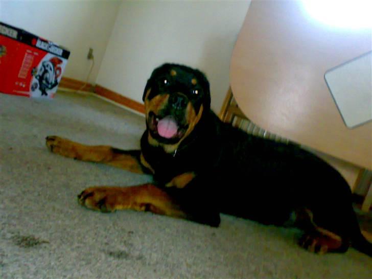 Rottweiler Tezza - hej her ligger jeg lige og gør mig lidt til ... er jeg ikke lækker ? billede 10