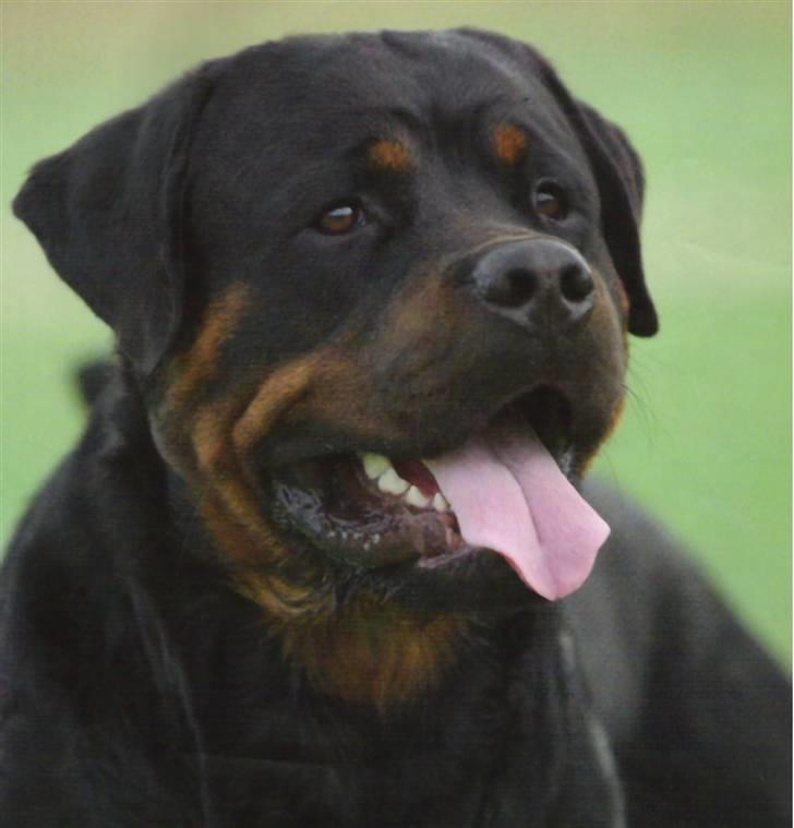 Rottweiler Nellemann's Exacum  - DANSK CHAMPION billede 1