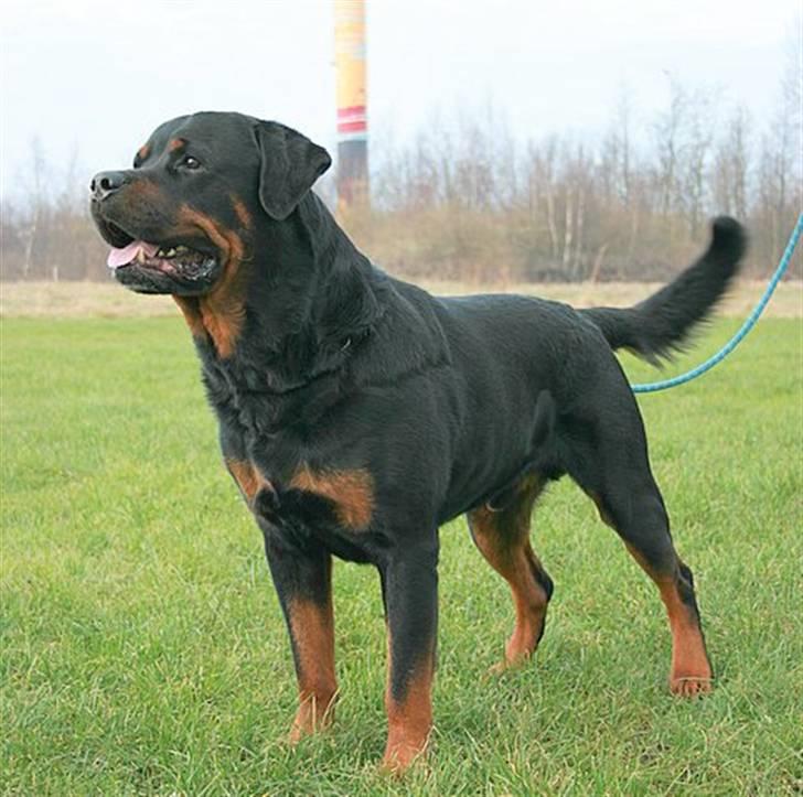 Rottweiler Nellemann's Exacum  billede 2