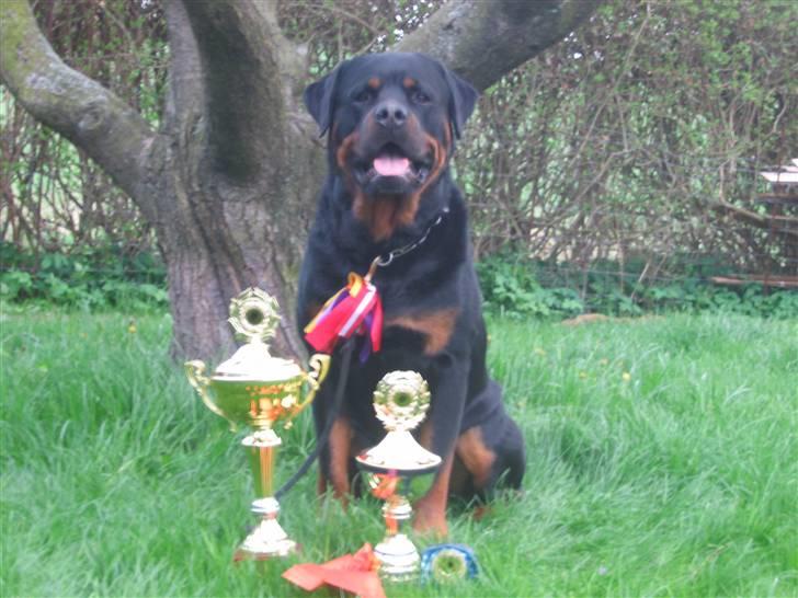 Rottweiler Nellemann's Exacum  billede 3