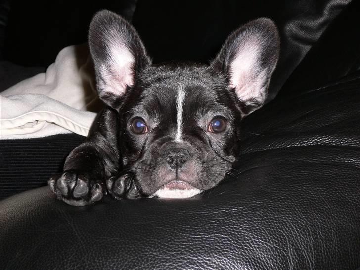 Fransk bulldog Buffy billede 1