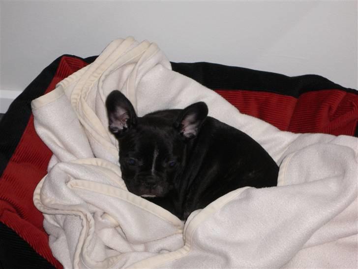 Fransk bulldog Buffy billede 2