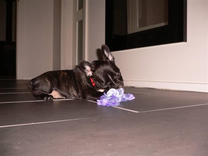 Fransk bulldog Buffy billede 3