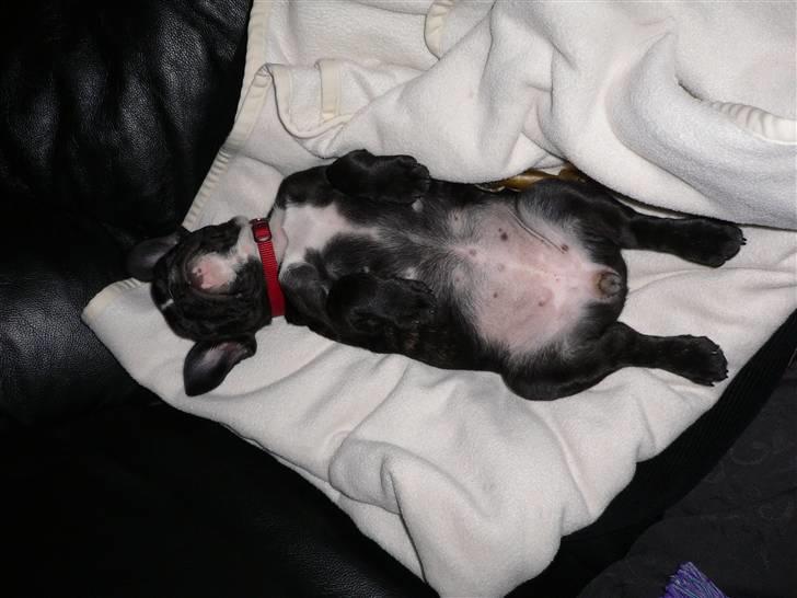 Fransk bulldog Buffy billede 4