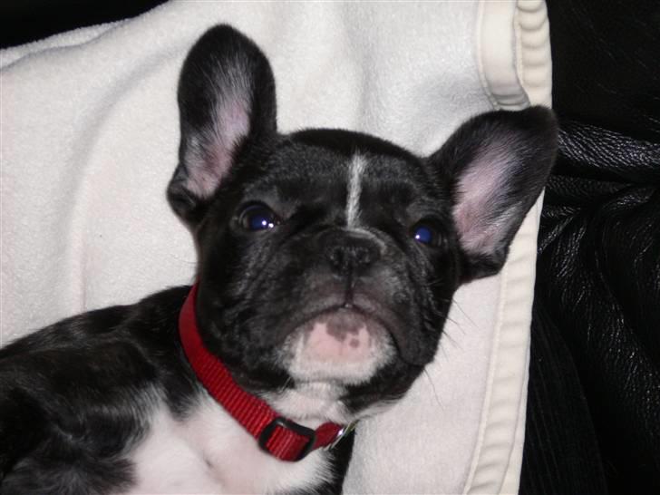 Fransk bulldog Buffy billede 5