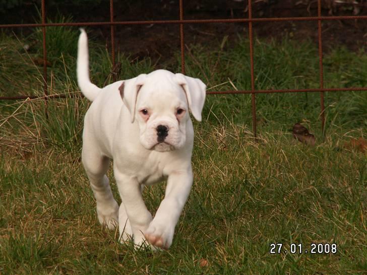 Boxer Aslan billede 1