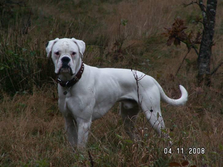 Boxer Aslan billede 2