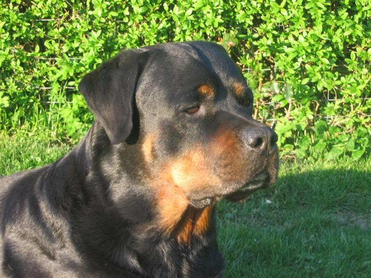 Rottweiler Nellemann's Exacum  - Snart 7 år og en del grå skægget billede 4