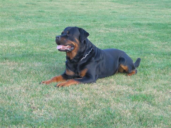 Rottweiler Nellemann's Exacum  billede 5