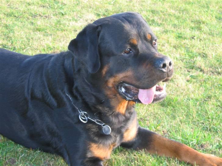 Rottweiler Nellemann's Exacum  billede 6