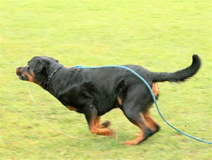 Rottweiler Nellemann's Exacum  billede 7