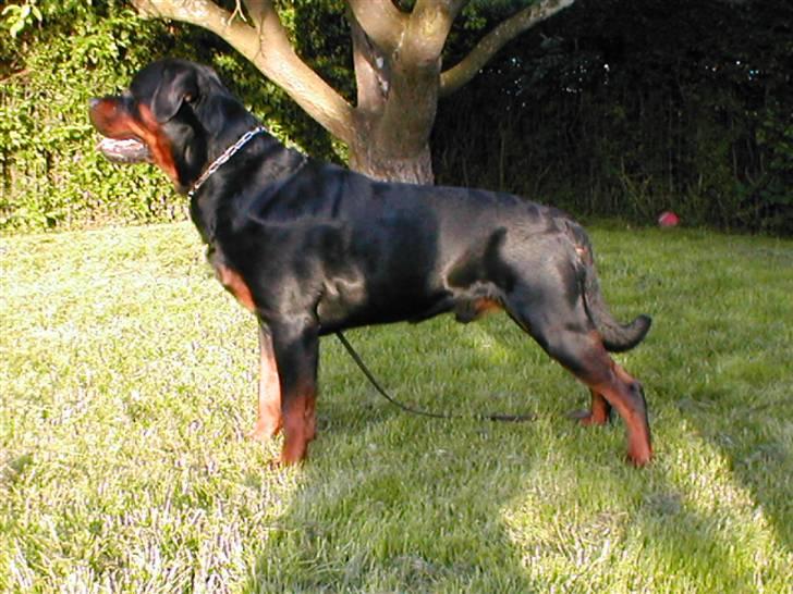 Rottweiler Nellemann's Exacum  billede 8