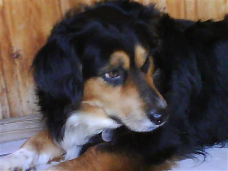 Blanding af racer Apollo - Velkommen (: billede 1